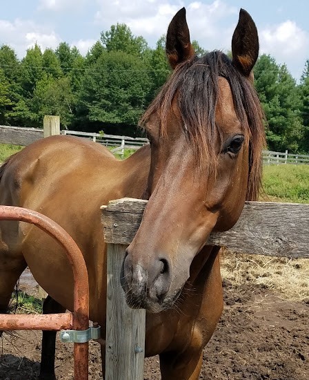 Unbridled Love - Two Hearts, Eight Hooves, and a Fence That Never Stood a Chance Unbridled Love - Two Hearts, Eight Hooves, and a Fence That Never Stood a Chance