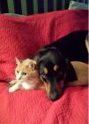 Best friend or harshest critic? Best friend or harshest critic?