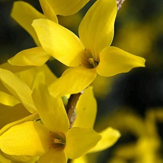 Once More, Spring Awakens in a Vivid Yellow Tapestry